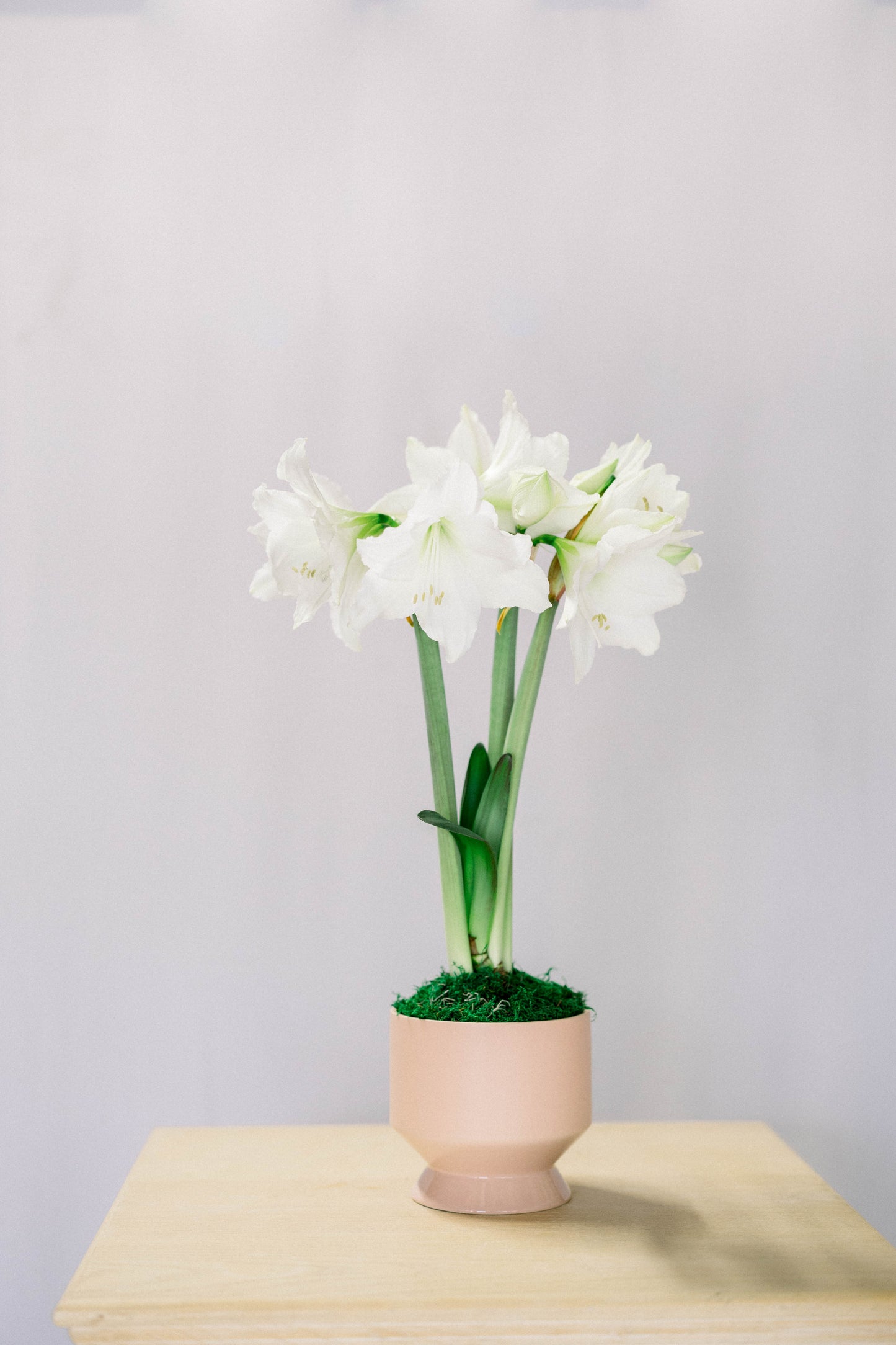 Potted Amaryllis Bulb