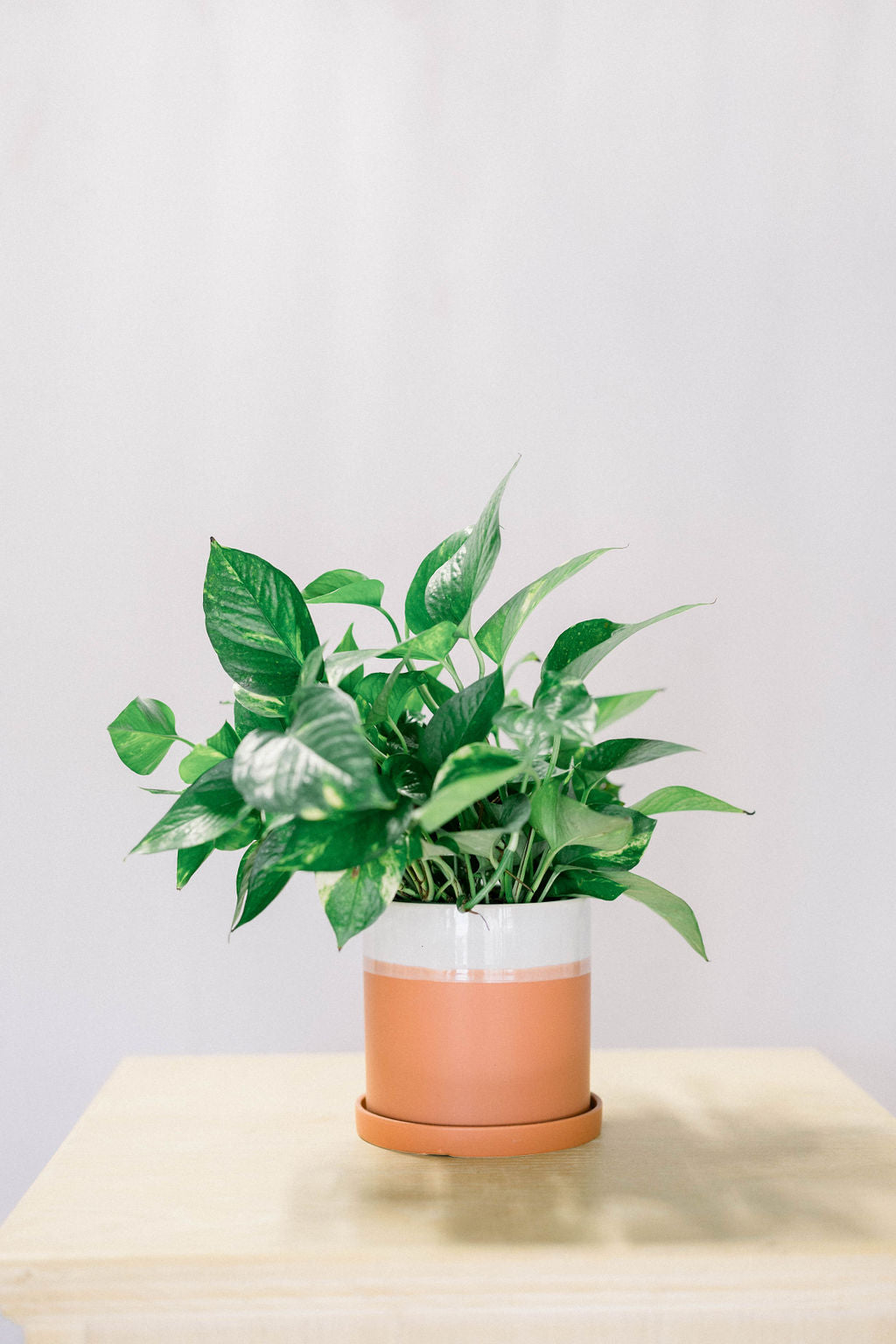 pothos design Pothos