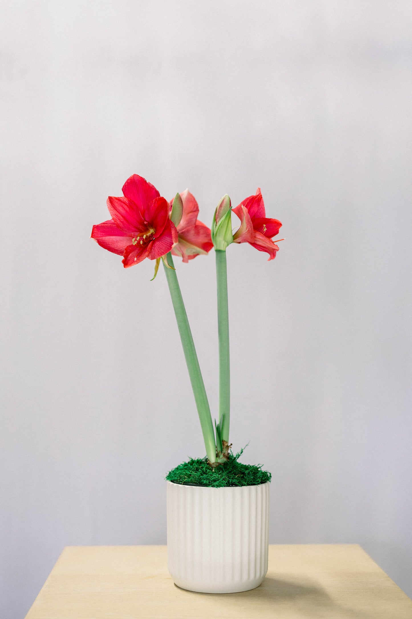 Potted Amaryllis Bulb